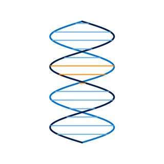Illustration of a DNA double helix