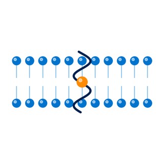 Illustration of a protein embedded in a lipid bilayer